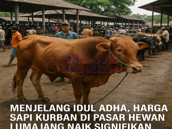 Harga Sapi Kurban Dipasar